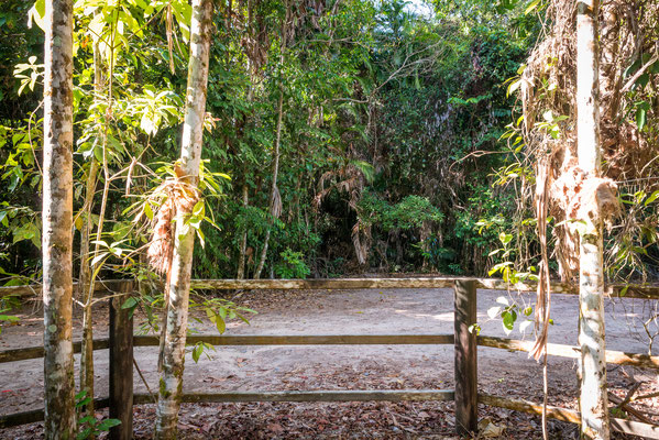 Djiru National Park direkt bei Mission Beach - Suche nach dem Helmkasuar (Cassiowary)