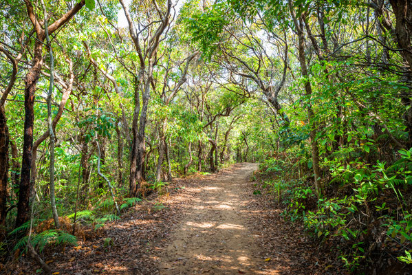 Noosa Heads National Park - Tanglewood Track