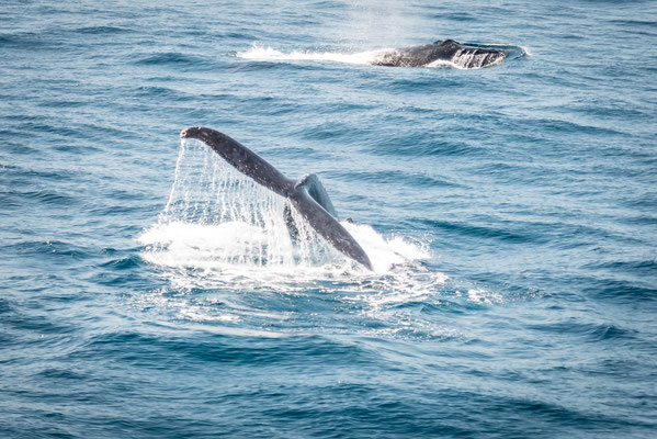 Whale Watching in Brisbane