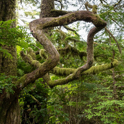 Ucluelet - Wild Pacific Trail