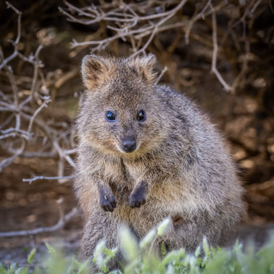 Rottnest Island - Quokkas am Nachmittag