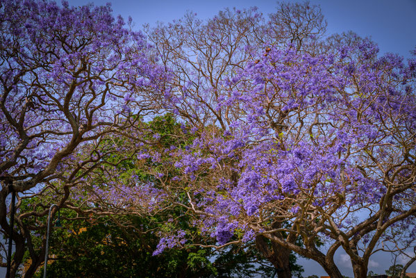 New Fam Park - Jacaranda Trees