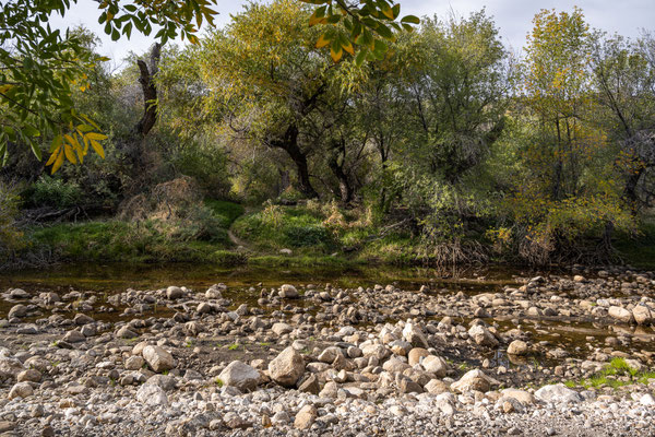 Sabino Canyon - Creek Trail