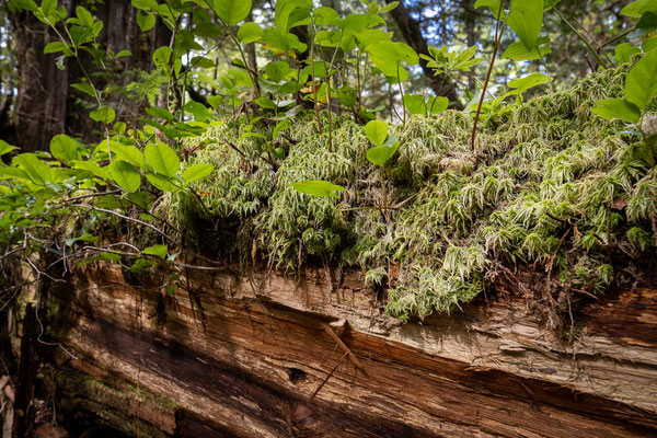 Rainforest Figure Eight Loop, Pacific Rim Nationalpark