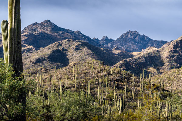 Sabino Canyon - Upper Sabino Road