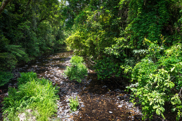 Henrietta Creek, Wooroonooran National Park 