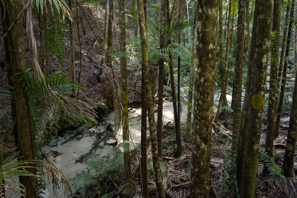 Fraser Island - Wanggoolba Creek Walk