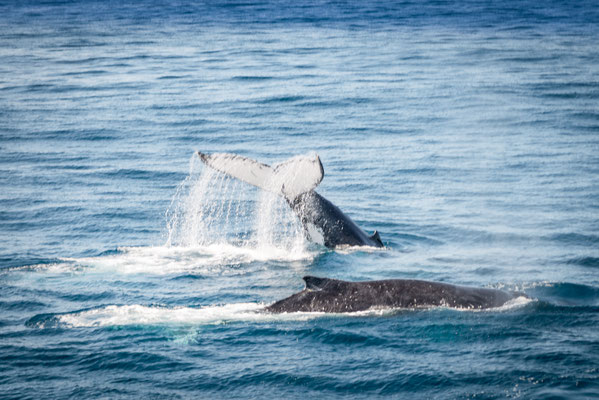 Whale Watching in Brisbane