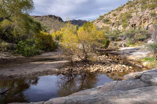 Sabino Canyon - Creek Trail