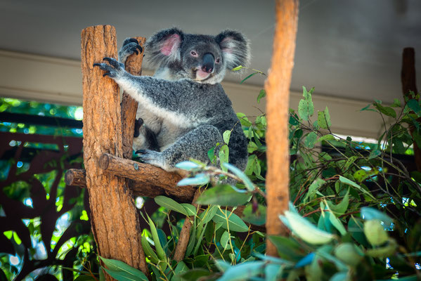 Lone Pine Koala Sanctuary