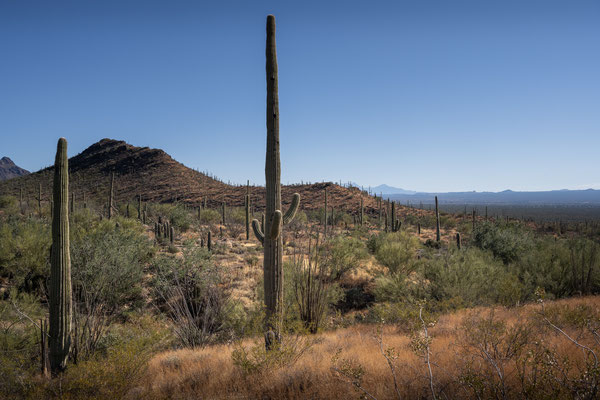 Sonora Desert Museum, Tucson