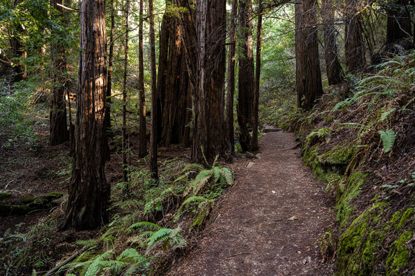 'Muir Woods National Monument' 