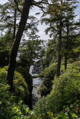 Ucluelet - Wild Pacific Trail