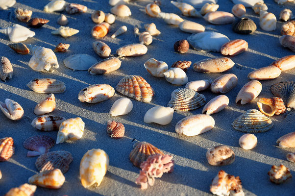 Eighty Mile Beach - Muscheln