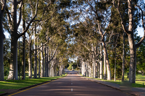 Perth - Kings Park, Fraser Avenue