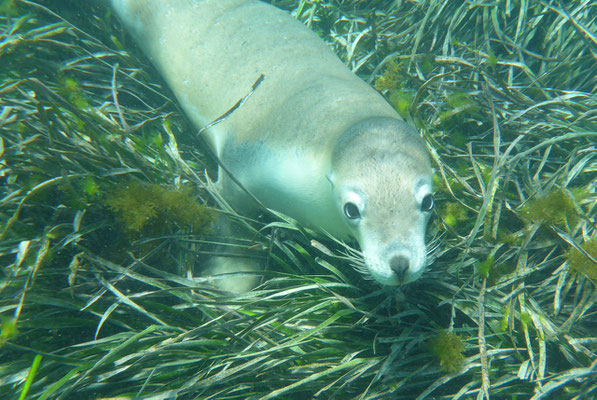 Schnorcheln mit Seelöwen, Baird Bay