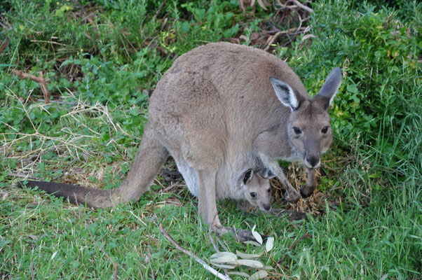 Newland Head Conservation Park - Kängurus auf dem Campingplatz