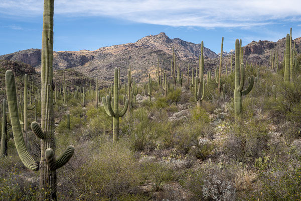 Sabino Canyon - Rattlesnake Trail