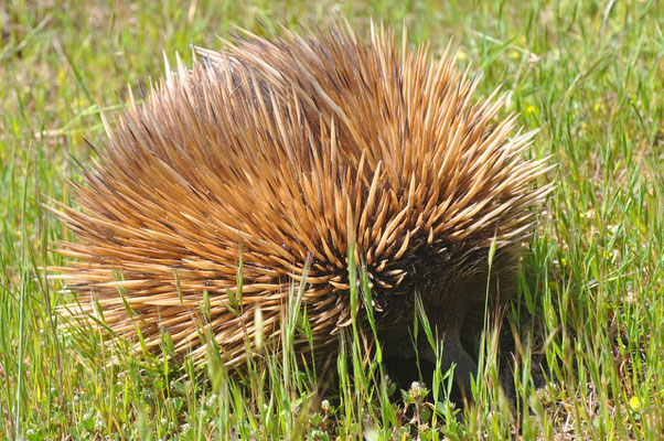 Unterwegs auf Kangaroo Island - Echidna (Beuteligel)