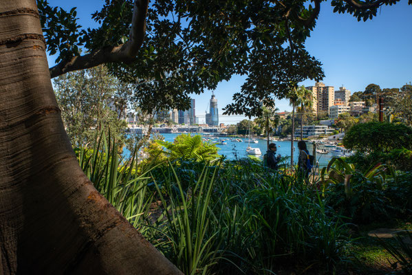 Lavender Bay - Wendy's Secret Garden