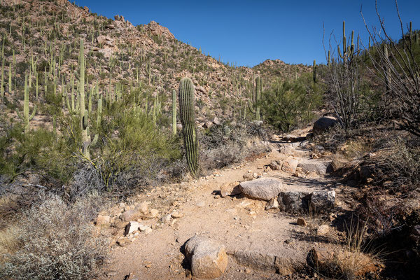 Saguaro National Park West - Hugh Norris Trail