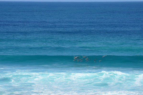 Cape Bauer Coastal Drive - Surfende Delfine!!!!