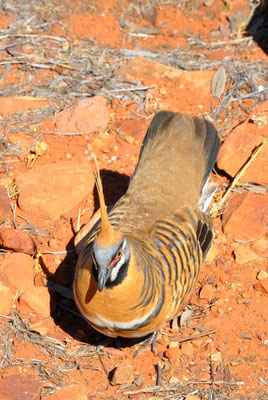 Kings Canyon Rim Walk - Taube?