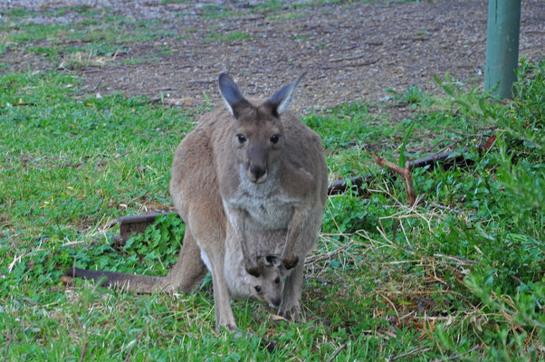 Tiere in Australien - Känguru