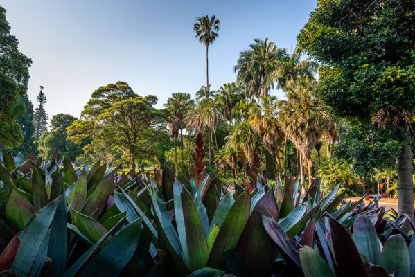 Royal Botanic Garden