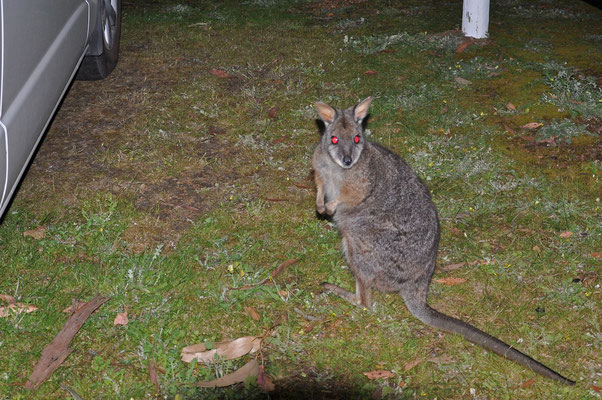 Tiere in Australien - Wallaby