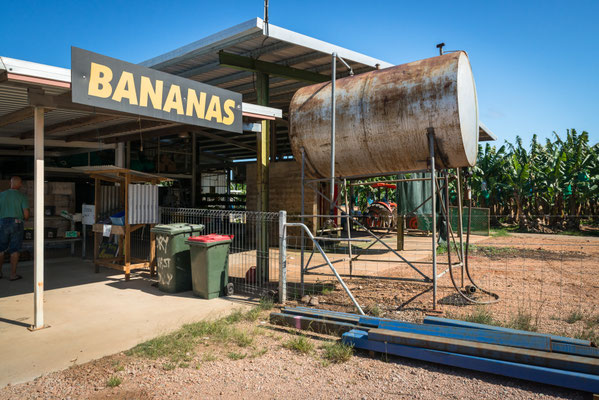 Bananenplantage