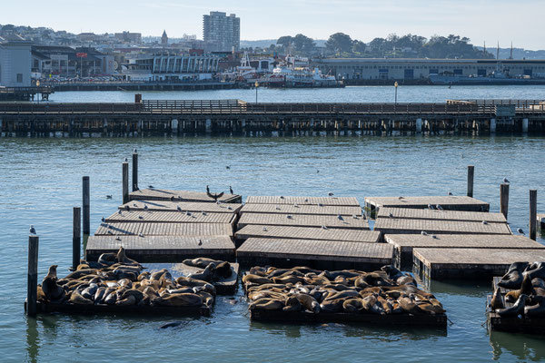 Fisherman's Wharf, San Francisco - Pier 39