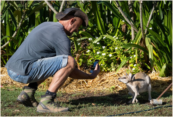 das Wallabie von 'Murray's Place', Gregory