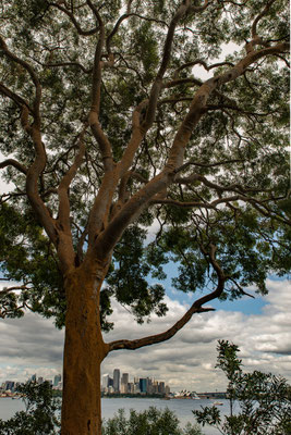 Angophora Walk zum Breadleys Head
