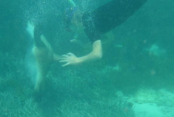 Nahaufnahme eines neugierigen australischen Seelöwen (Australian Sea Lion) beim Schnorcheln im klaren Wasser der Baird Bay