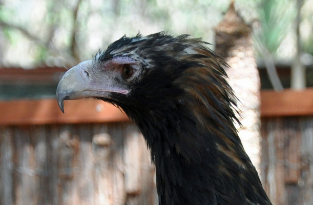 Berry Springs - Wildlife Park