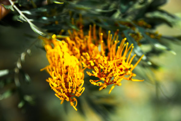 Australische Flora...