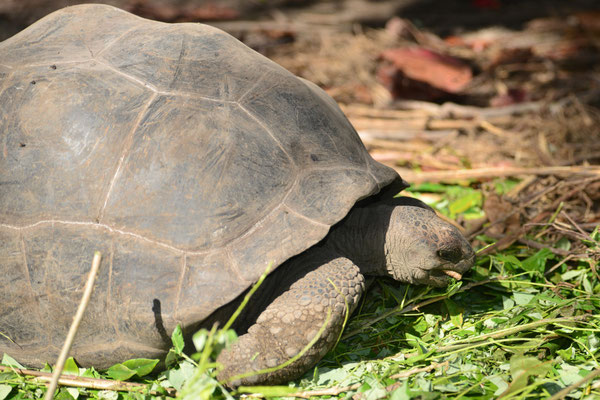 Riesenschildkröte