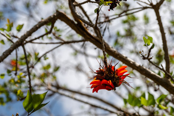 Mount Coot-tha Summit Track - Flora