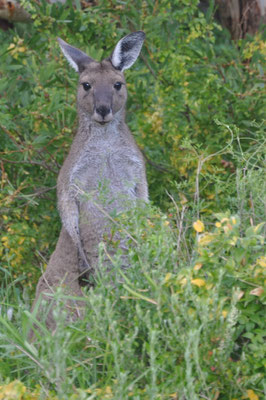 Newland Head Conservation Park - Kängurus auf dem Campingplatz