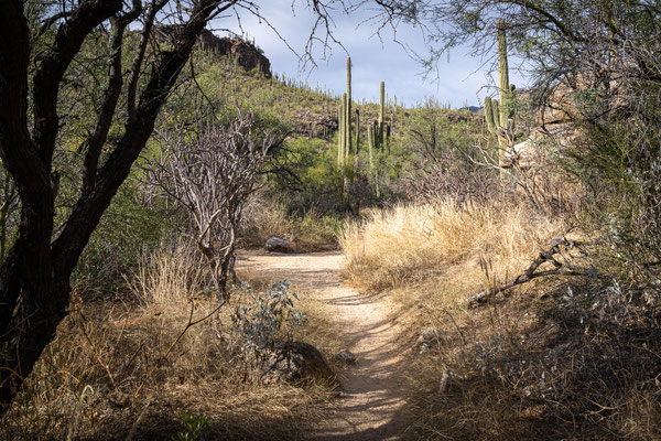 Sabino Canyon - Creek Trail