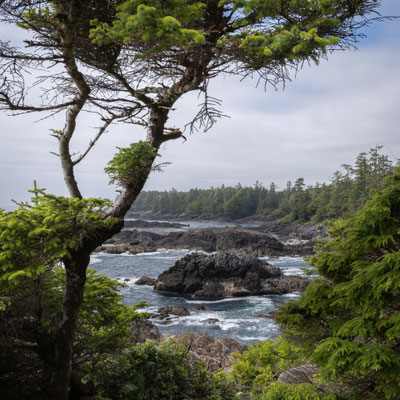 Ucluelet - Wild Pacific Trail
