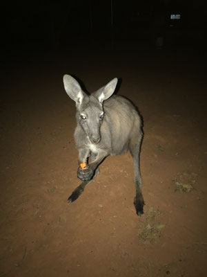 Koroit - nächtlicher Besuch... <3
