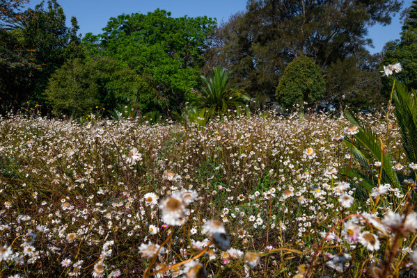 Royal Botanic Garden