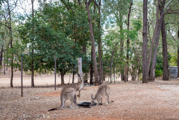 Gemseeker Caravan Park - viele Tiere hat es hier!