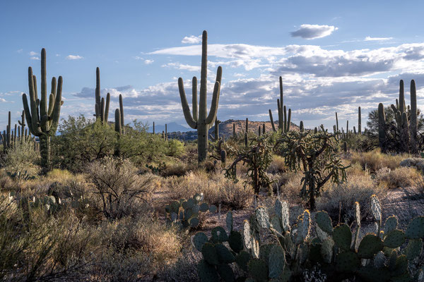 Sabino Canyon - Upper Sabino Road