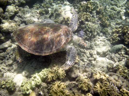Schnorchel-Tour mit 'Ocean Safari', Cape Tribulation