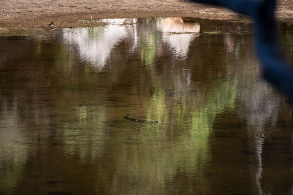 Windjana Gorge National Park Campground - Krokodil im Lennard River