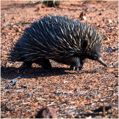 Echidna/Ameisenigel