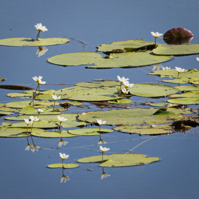Savannah Way/Roper Highway - Lomareium Lagoon